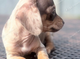Beautiful miniature dachshund x chihuahua puppy ready now