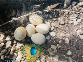 Peacock/ Peafowl/ fertile eggs
