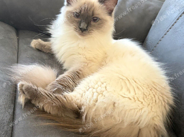 GCCF Ragdoll girl for rehome