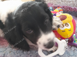 Wonderful Sprocker Pup.