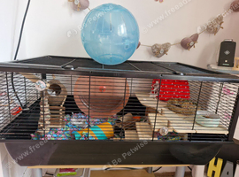 X-L Hamster cage & accessories