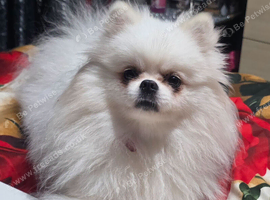 2 year old white teddy bear pomeranian dog for sale