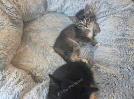 2 kittens ready to leave now