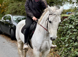 One in a million pony