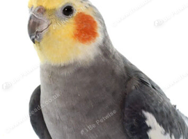 Breeding pair for sale