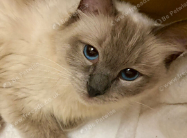 Beautiful Ragdoll Cat