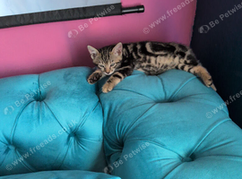 Bengal kitten 8weeks old