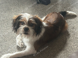 Cock-A-Tzu,
