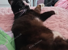 Myle male cat