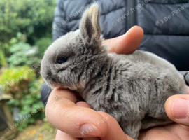 Mini rex