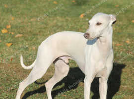 Cream KC Italian Greyhound for stud