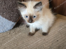 Pedigree ragdoll kittens