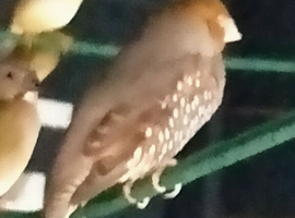 Spiced finch cock Needed