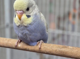 Violet baby budgies