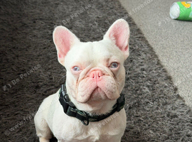 White French bulldog