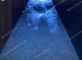 Mobile dog / cat pregnancy ultrasound scans, cytology and microchipping