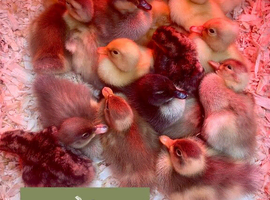 Indian runner ducklings due to hatch 10th June