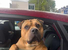 Bullpei frank