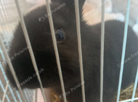 Baby rabbit