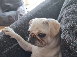 Pug require a new home