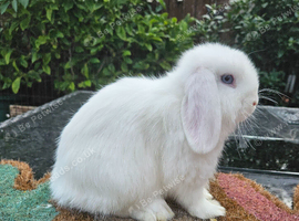 Baby mini lop female