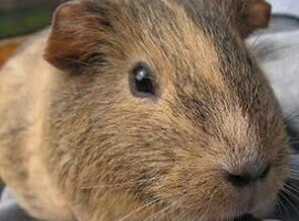 Looking for guinea pig