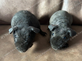 Skinny Pig Brothers. Ready Now