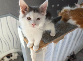 STUNNING TICA REGISTERED MAINE COON KITTENS