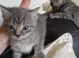 FOUR BEAUTIFUL KITTENS LOOKING FOR LOVING HOMES - &pound;50EACH