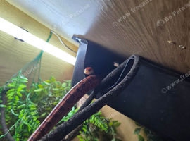 Bloodred corn snake
