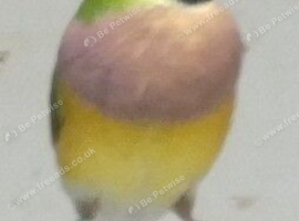 Beautiful Gouldian Finch Hen