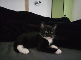 Adorable Black & White (Tuxedo) Kittens Looking for Forever Homes