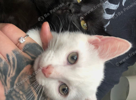 4 month male kitten for sale