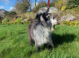 Registered Entire Male Pygmy Goat for Sale