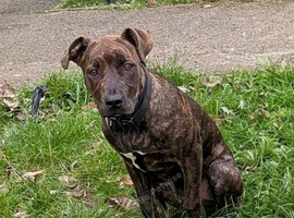 Staffy X Cane Corso