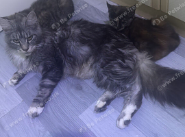 Maine coon cross girl