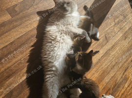 Boy mix ragdoll kitten for sale