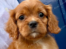King Charles Cavalier puppies