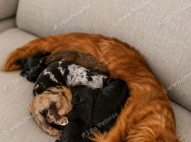 Cocker spaniel puppies