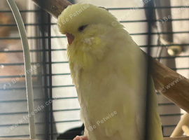 2 female budgies