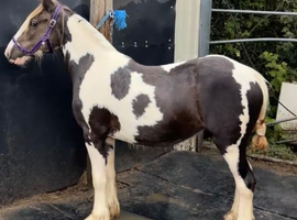 Sliver dapple and white filly