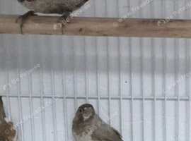 Proven pair of silver bengalese finch