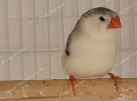 Penguin hen zebra finch