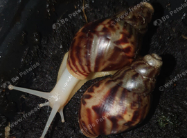 Albino Giant African Land Snails - 5 for &pound;18 inc Post