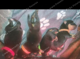 4 gorgeous puppies 3 boys 1 girl