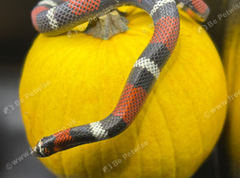 AMAZING PROVEN ADULT MALE TRI COLOUR HOGNOSE SNAKE