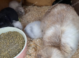 Baby lips for sale beautiful rabbits