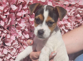 1boy jack russels
