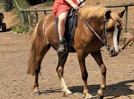 4yo 11.2hh registered mare