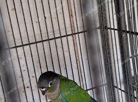 Conure